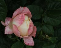 isabele-autissere-bagatelle-763