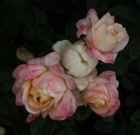 isabelle-autissier-bagatelle-102