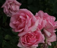 jardins-de-villandrybagatelle-341