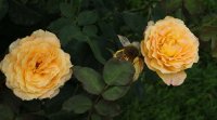 jean-pierre-coffe-bagatelle-527