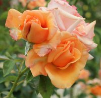 jolie-momebagatelle-424