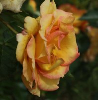 jules-verne-bagatelle-679