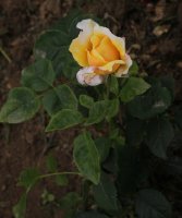juliette-greco-bagatelle-471