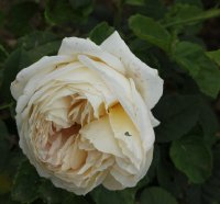 juliette-greco-bagatelle-472