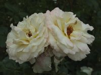 la-perla-bagatelle-331