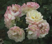 la-perla-bagatelle-332