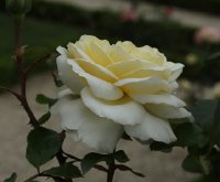 la-perla-bagatelle-483