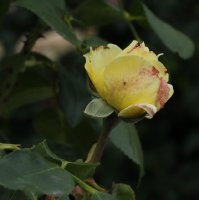 la-perla-bagatelle-484