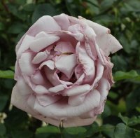 la-rose-du-petit-prince-bagatelle-498