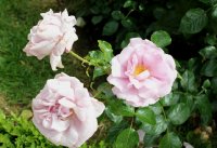 la-rose-du-petit-prince-bagatelle-749