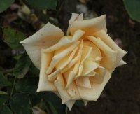 josiane-sucret-bagatelle-284