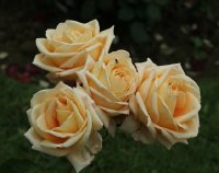 josiane-sucret-bagatelle-285