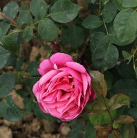 line-renaud-bagatelle-543
