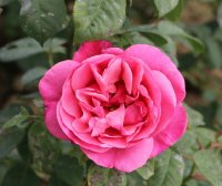 line-renaud-bagatelle-544