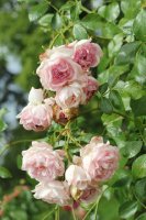 lovely-meilland-bagatelle-708