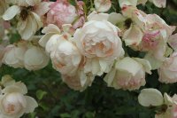 madame-figaro-bagatelle-318