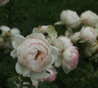 madame-figaro-bagatelle-319