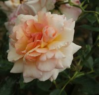marjolaine-bagatelle-601