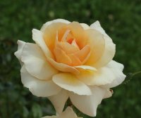 marjolaine-bagatelle-602