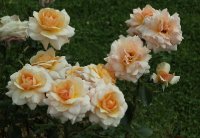 marjolaine-bagatelle-603