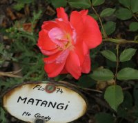 matangi-bagatelle-877