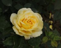 melissa-bagatelle-505