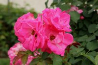 melrose-bagatelle-492