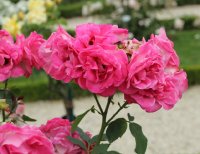 melrose-bagatelle-493