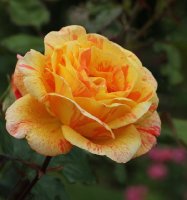 michelle-laroque-bagatelle-537