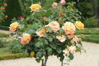 michelle-laroque-bagatelle-538