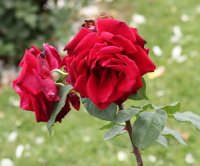 mildred-schell-bagatelle-439