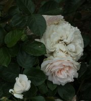 miss-dior-bagatelle-123