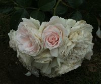 miss-dior-bagatelle-124