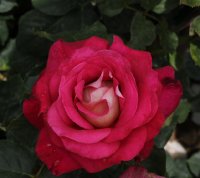 monica-belluci-bagatelle-580