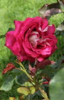 monica-belluci-bagatelle-581