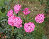 muriel-robin-bagatelle-160