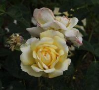nelson-monfort-bagatelle-612