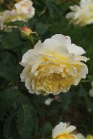 nelson-monfort-bagatelle-613