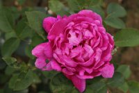 noble-anthony-bagatelle-388