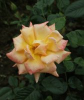 peace-keeper-bagatelle-197