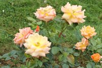peace-keeper-bagatelle-198