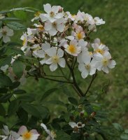 pearl-bagatelle-062