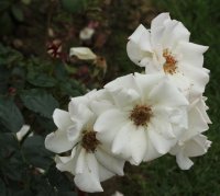 perigord-blanc-bagatelle-224