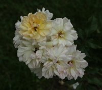 phyllis-bide-bagatelle-075