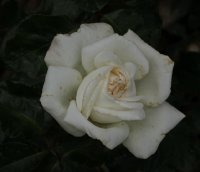 pierre-arditi-bagatelle-591