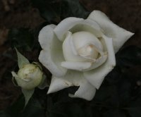 pierre-arditi-bagatelle-592