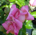 chicago-peace-ogrod-botaniczny-warszawa-185.jpg