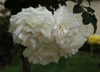 poustinia-bagatelle-632