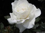 white-lightnin-5153004.jpg