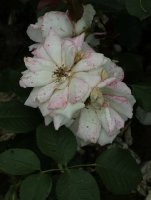 princess-of-wales-bagatelle-119